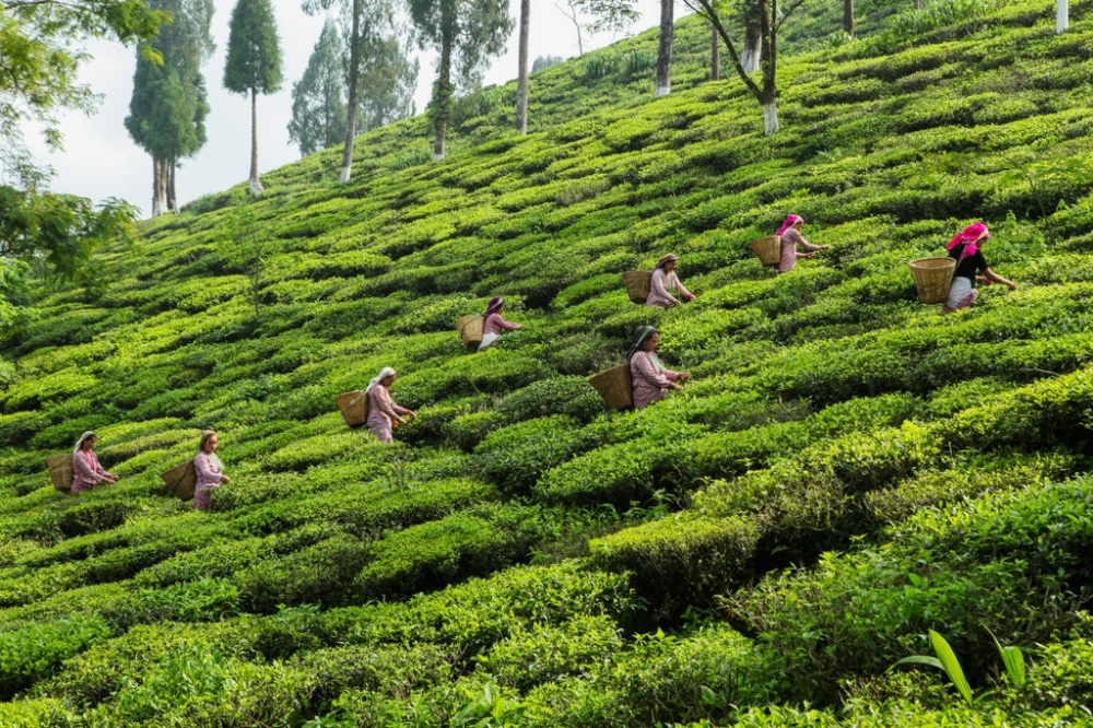 Tea estate in Darjeeling
