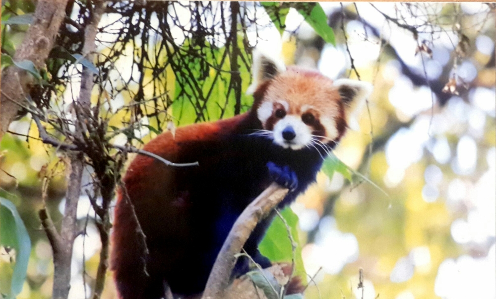 Red Panda in the zoo